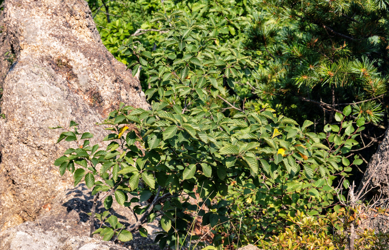 Image of Sorbus alnifolia specimen.