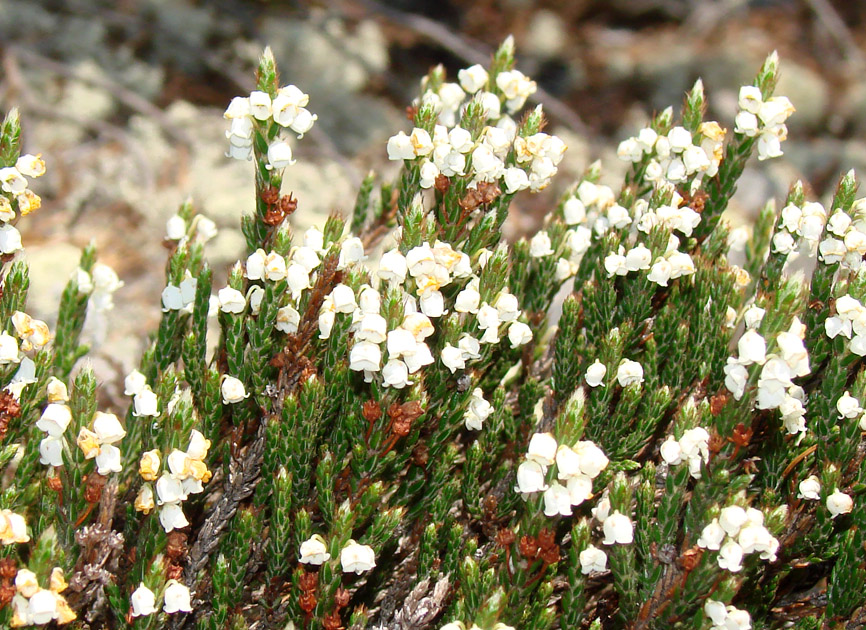 Image of Cassiope ericoides specimen.