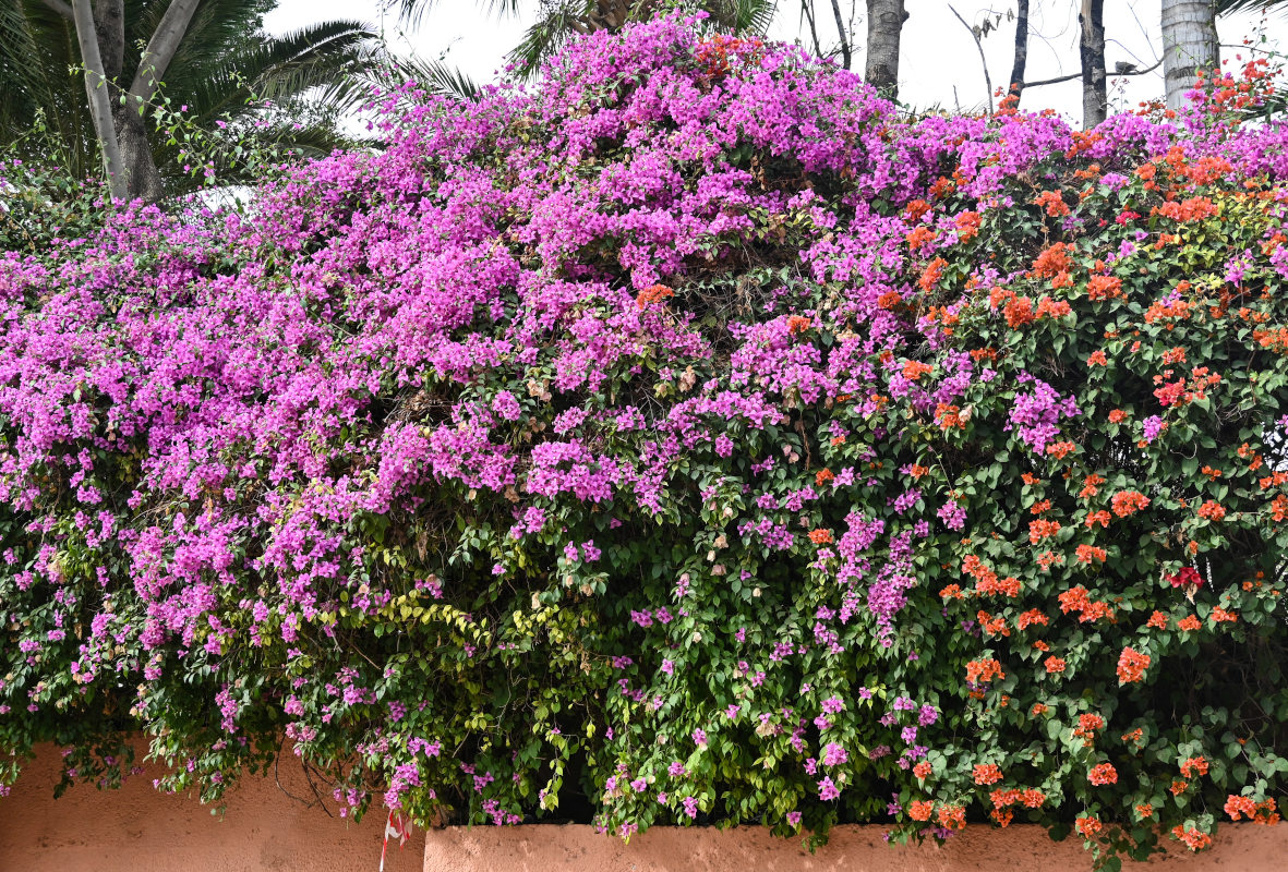 Image of Bougainvillea glabra specimen.