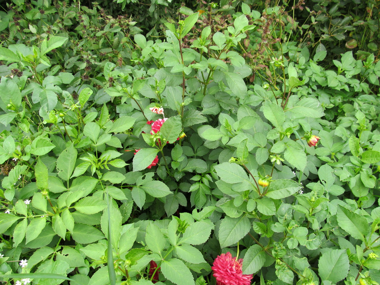 Image of Dahlia &times; cultorum specimen.