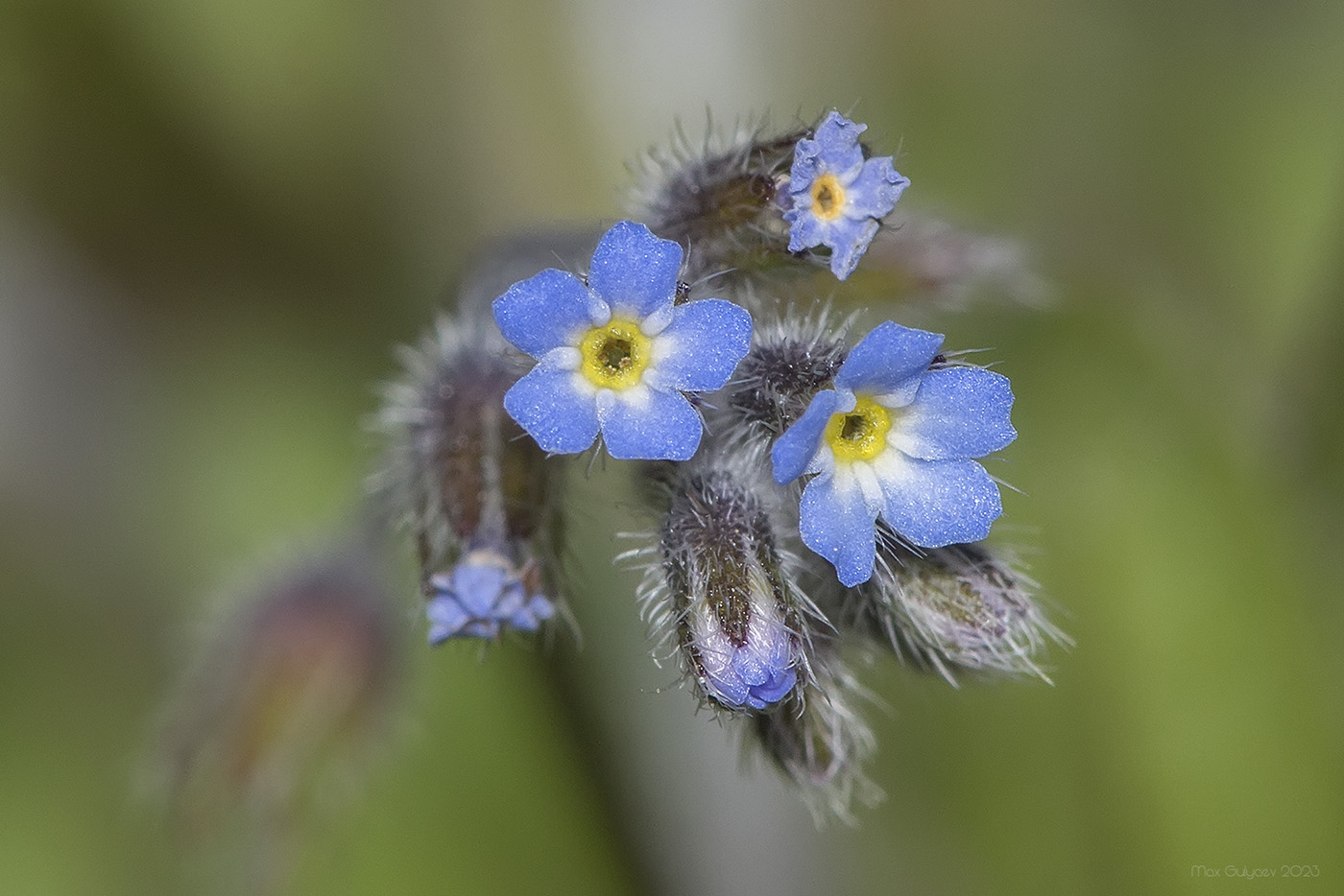 Image of Myosotis ramosissima specimen.