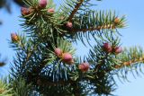 Picea pungens форма glauca. Верхушки побегов с раскрывающимися микростробилами. Беларусь, Витебская обл., г. Орша, городской парк (у Иезуитского коллегиума), в культуре. 02.05.2023.