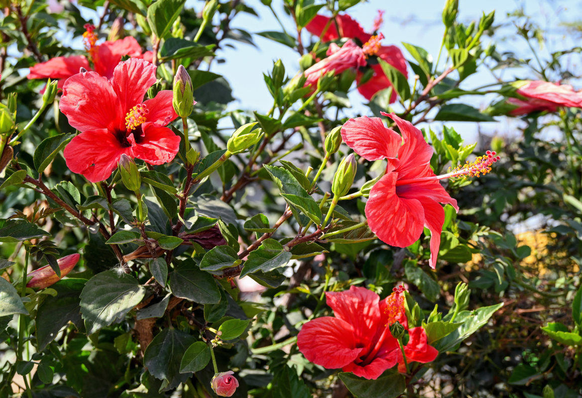 Image of Hibiscus rosa-sinensis specimen.