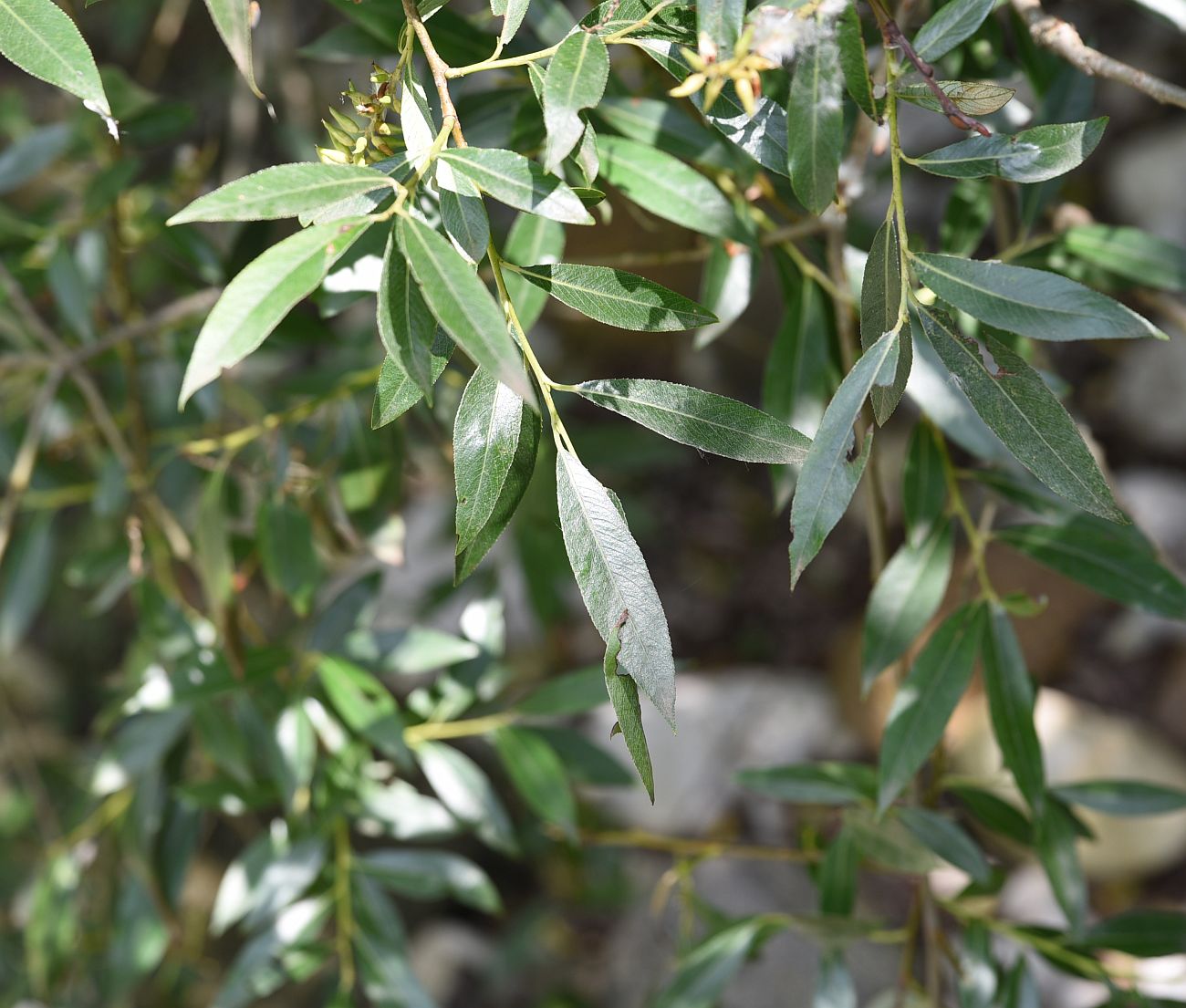 Image of genus Salix specimen.