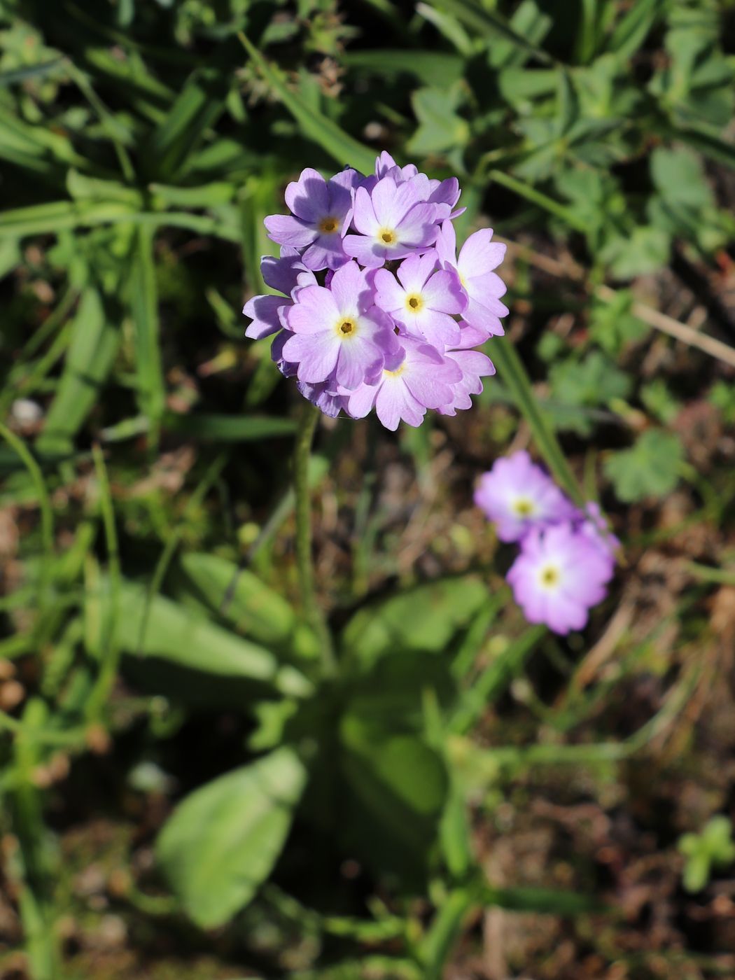 Изображение особи Primula algida.