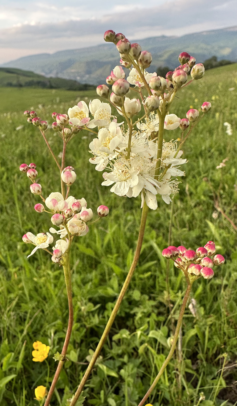 Изображение особи Filipendula vulgaris.