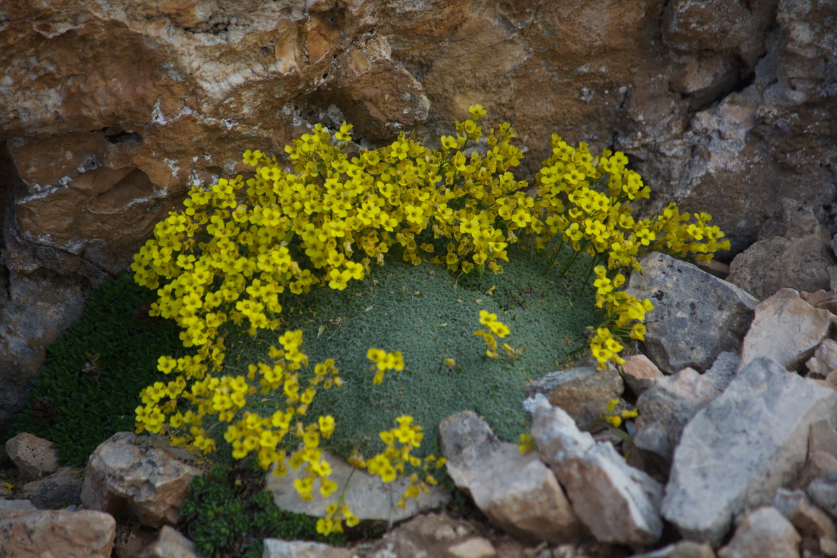 Изображение особи Draba mollissima.