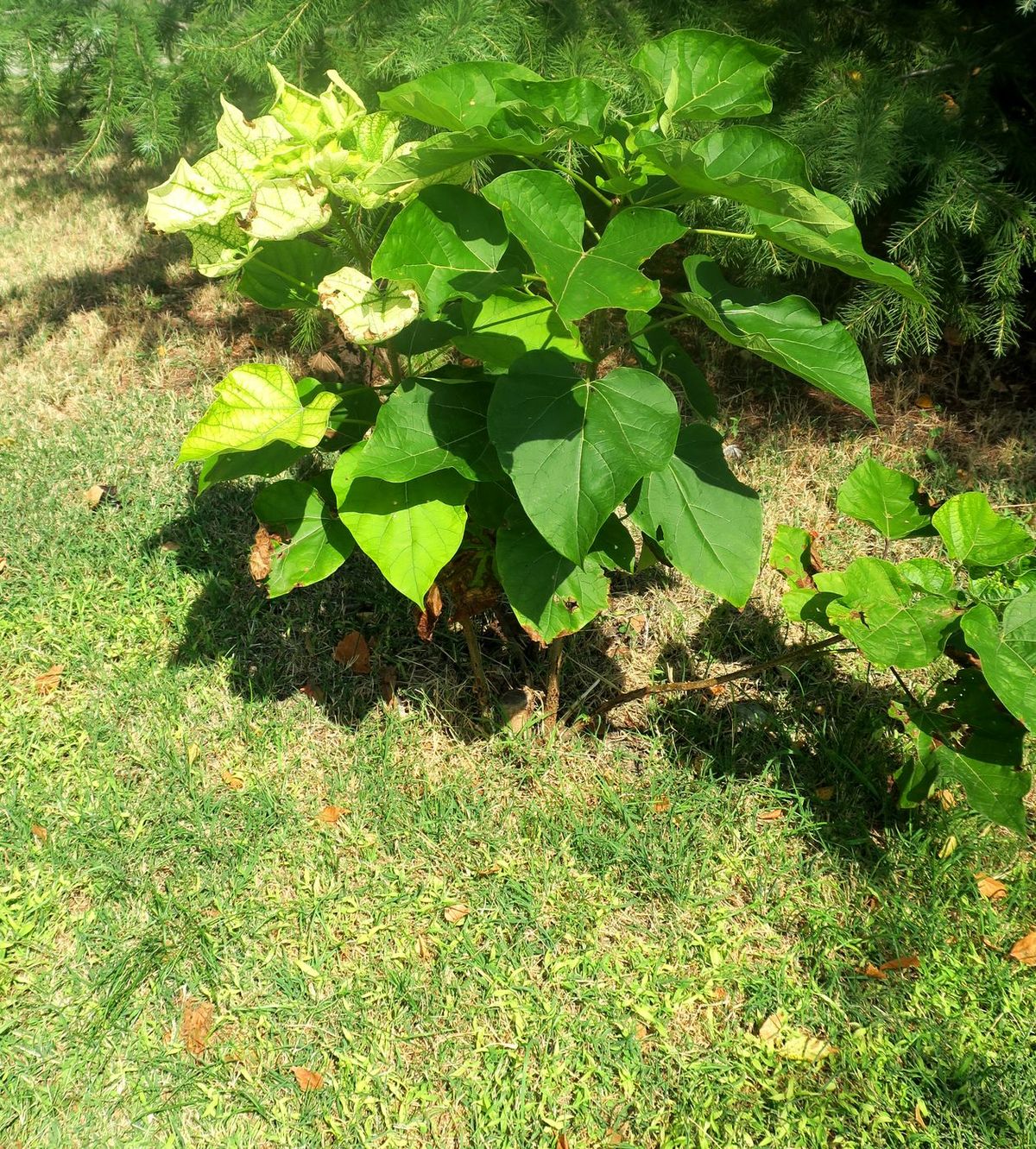 Image of Paulownia tomentosa specimen.