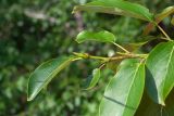 Populus suaveolens. Верхушка побега. Республика Саха (Якутия), Хангаласский улус, правый берег р. Сиинэ (Синяя) напротив впадения р. Кыра-Тас, опушка смешанного леса. 25.07.2023.