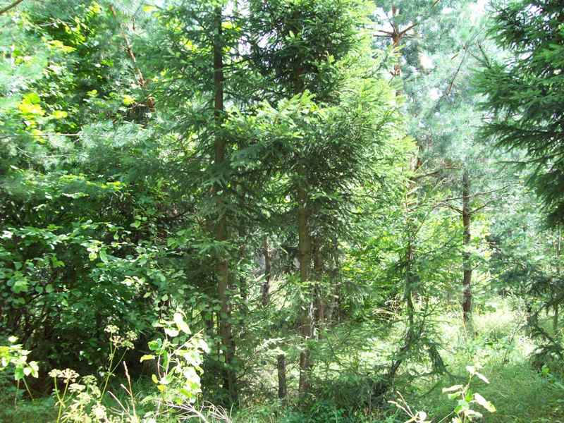 Image of Picea abies specimen.