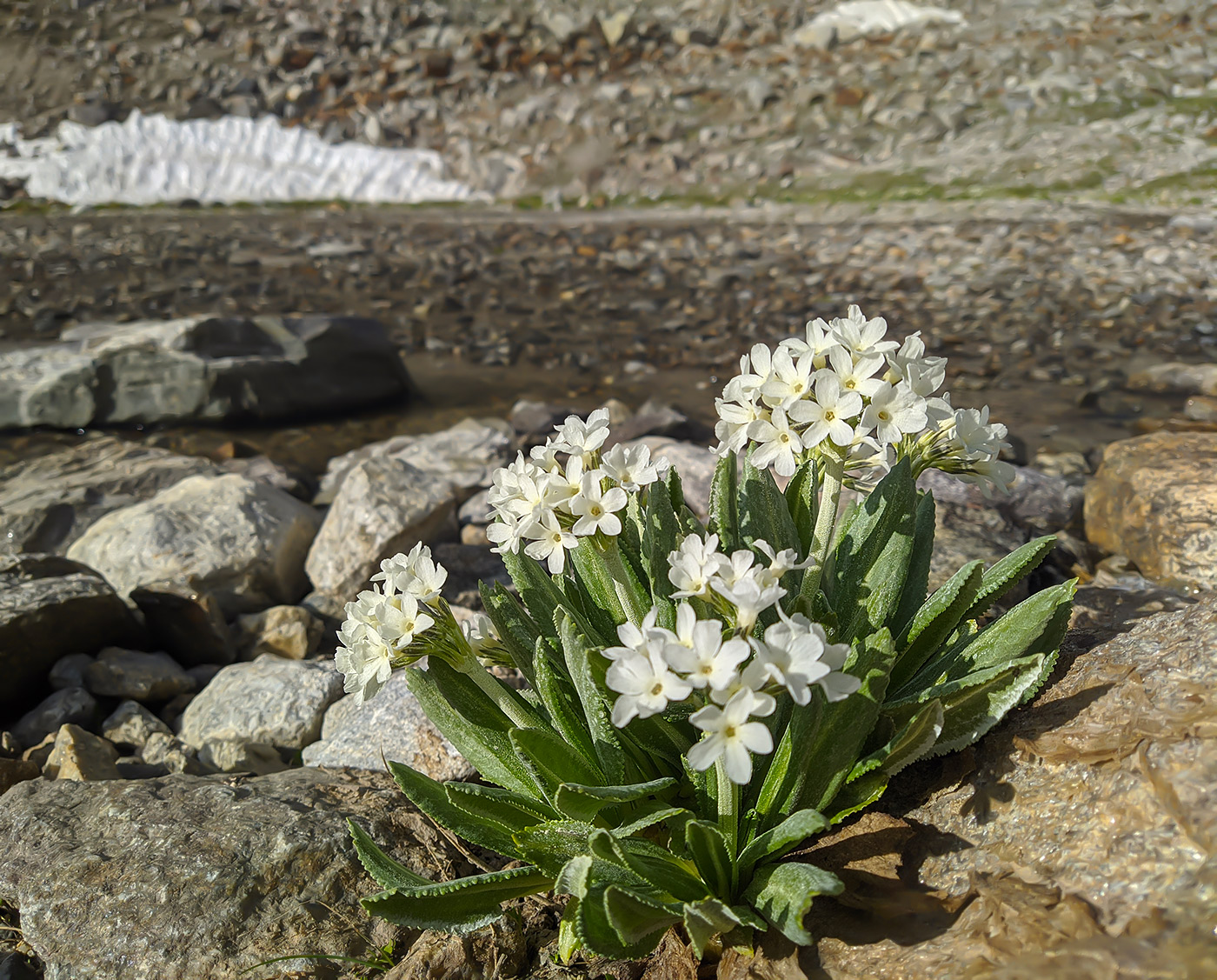 Image of Primula bayernii specimen.