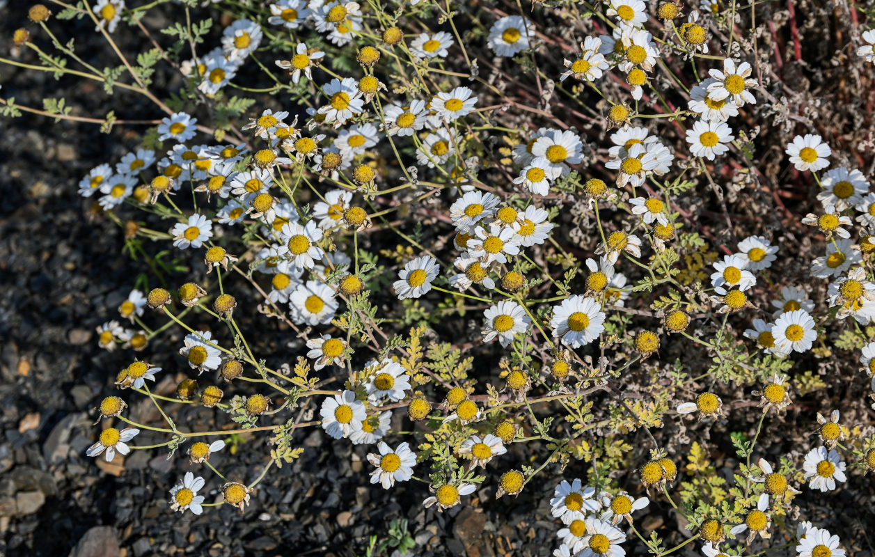 Image of Pyrethrum glanduliferum specimen.