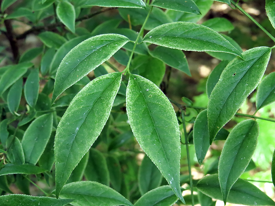 Image of Euonymus verrucosus specimen.