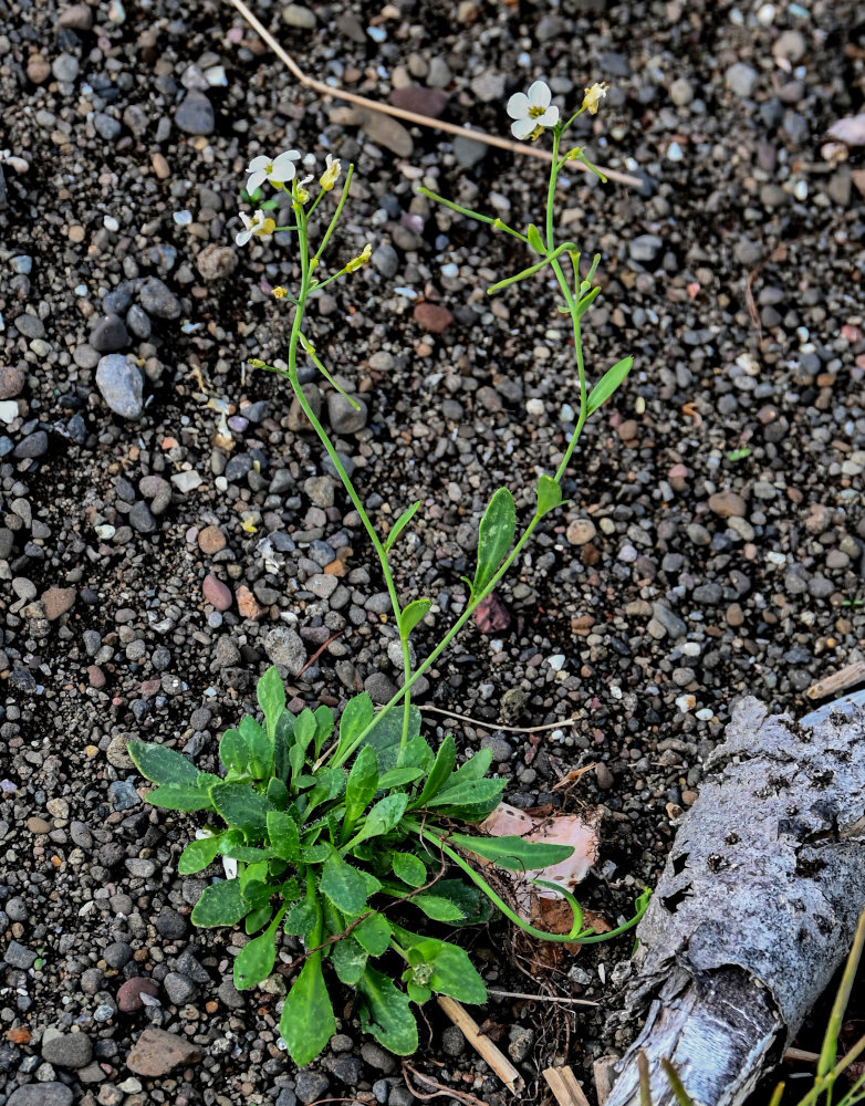 Изображение особи Arabidopsis petraea.