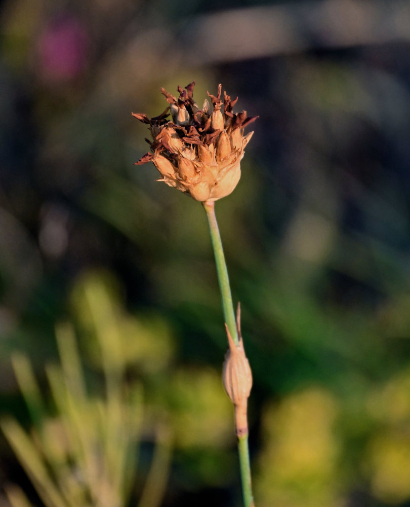 Image of Dianthus andrzejowskianus specimen.