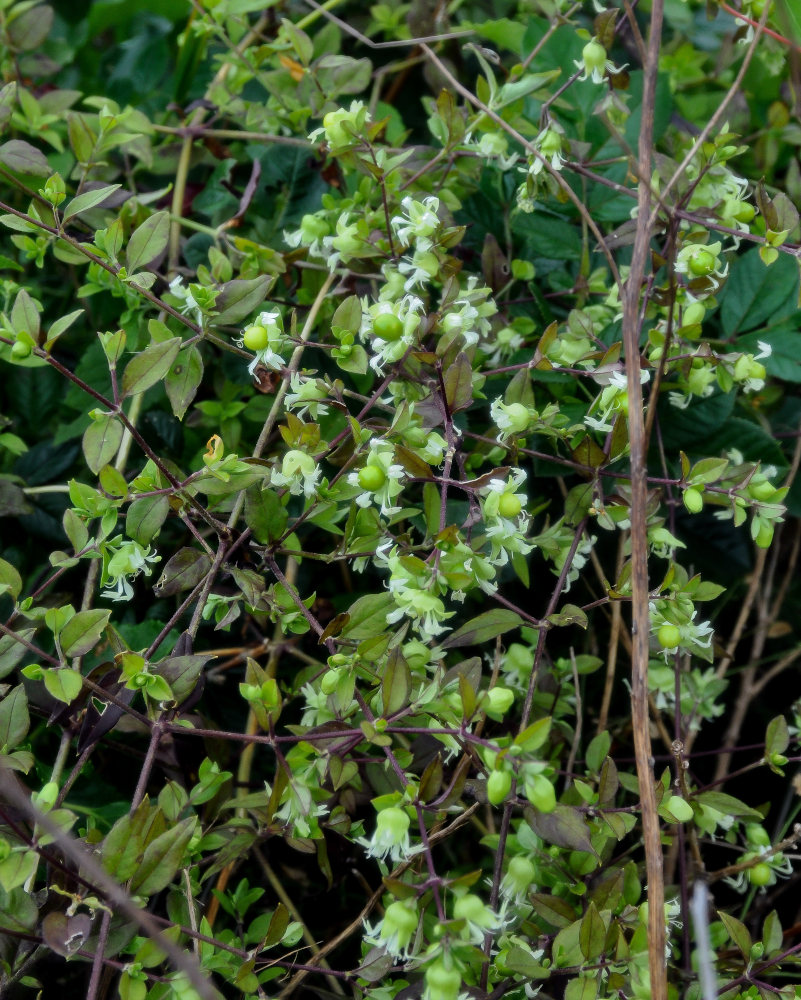 Изображение особи Cucubalus japonicus.