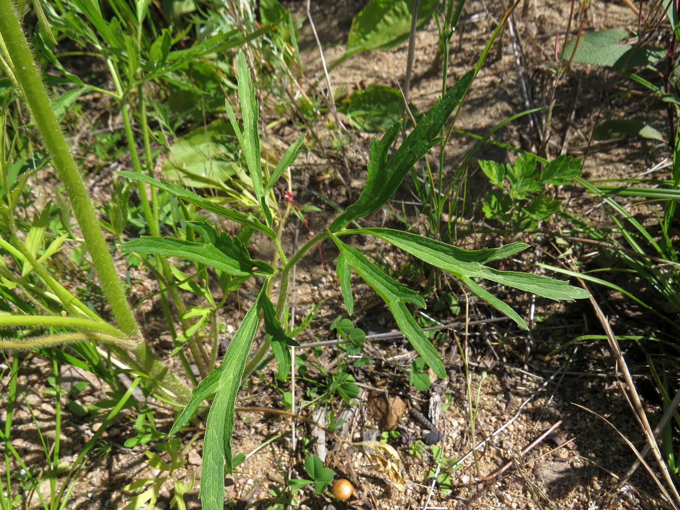 Image of Ranunculus chinensis specimen.