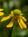 Ranunculus flammula. Отцветающий цветок. Тверская обл., Кимрский р-н, смешанный лес, возле лесной дороги. 18.06.2023.