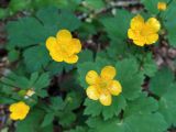 Ranunculus cappadocicus