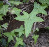 Hedera helix