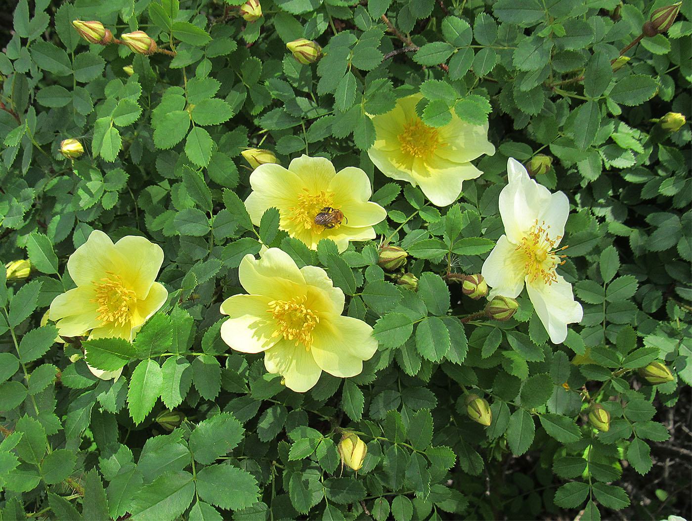 Image of genus Rosa specimen.