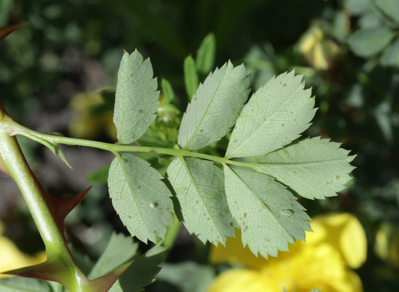 Image of Rosa platyacantha specimen.