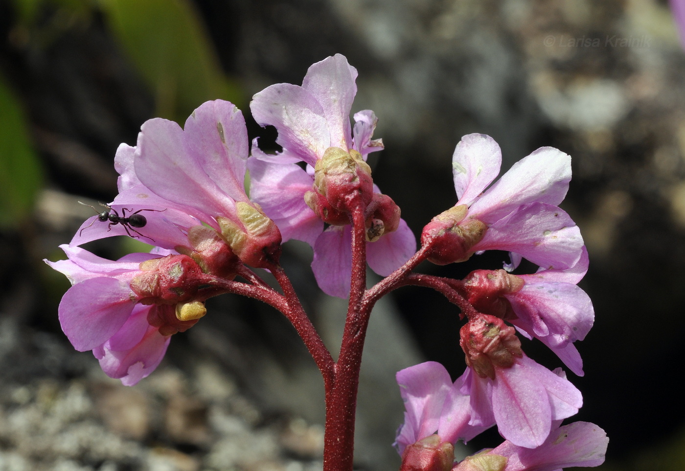 Изображение особи Bergenia pacifica.