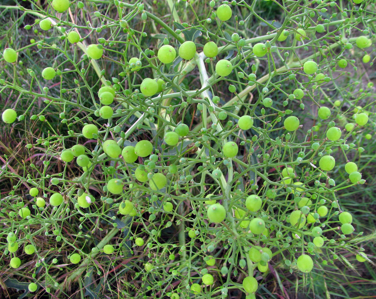 Изображение особи Crambe steveniana.