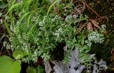 Galium rubioides. Цветущие растения. Грузия, Имеретия, каньон Окаце, широколиственный лес, на поросшей мхами скале. 15.06.2023.