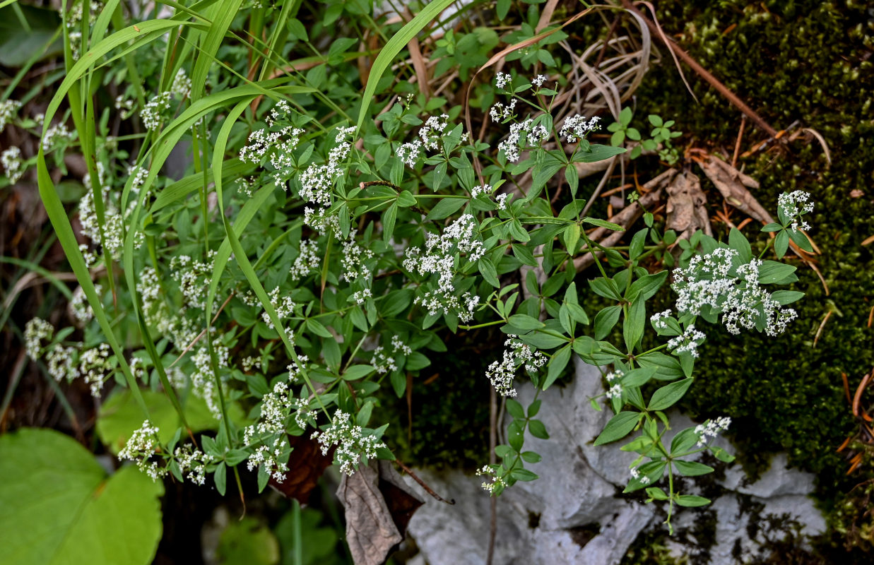 Image of Galium rubioides specimen.