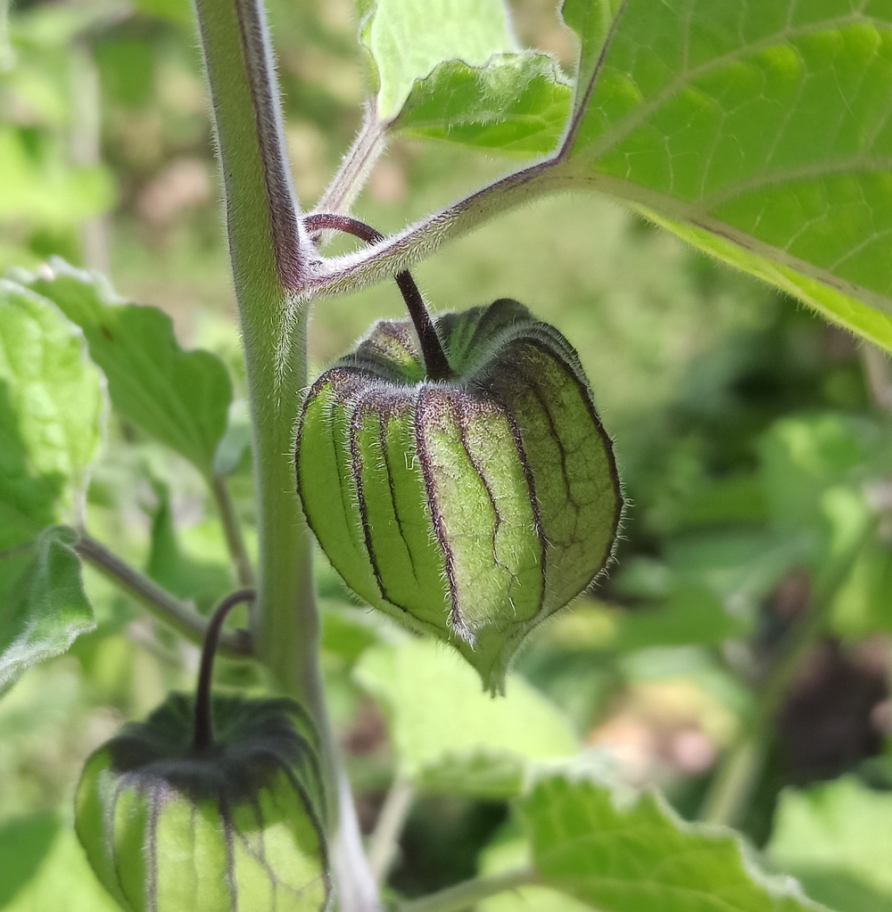 Image of Physalis peruviana specimen.