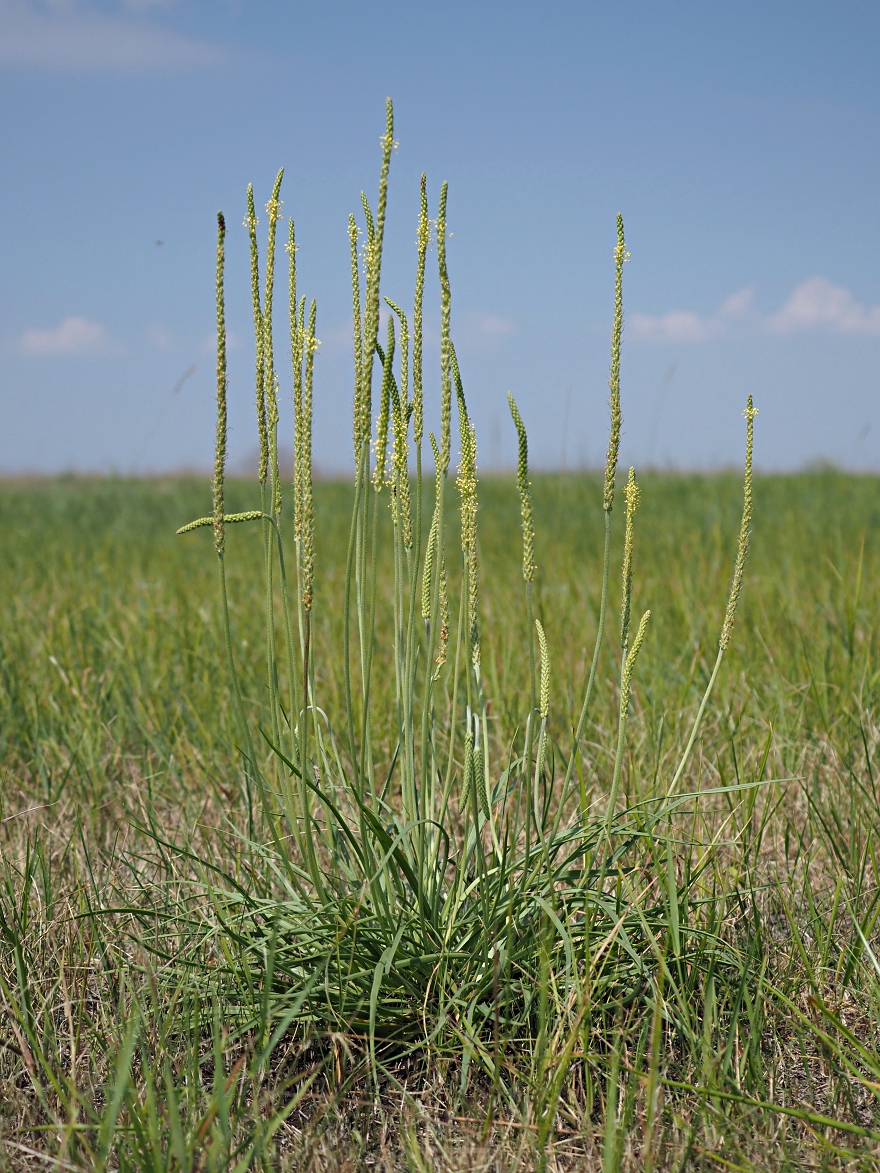 Image of Plantago salsa specimen.