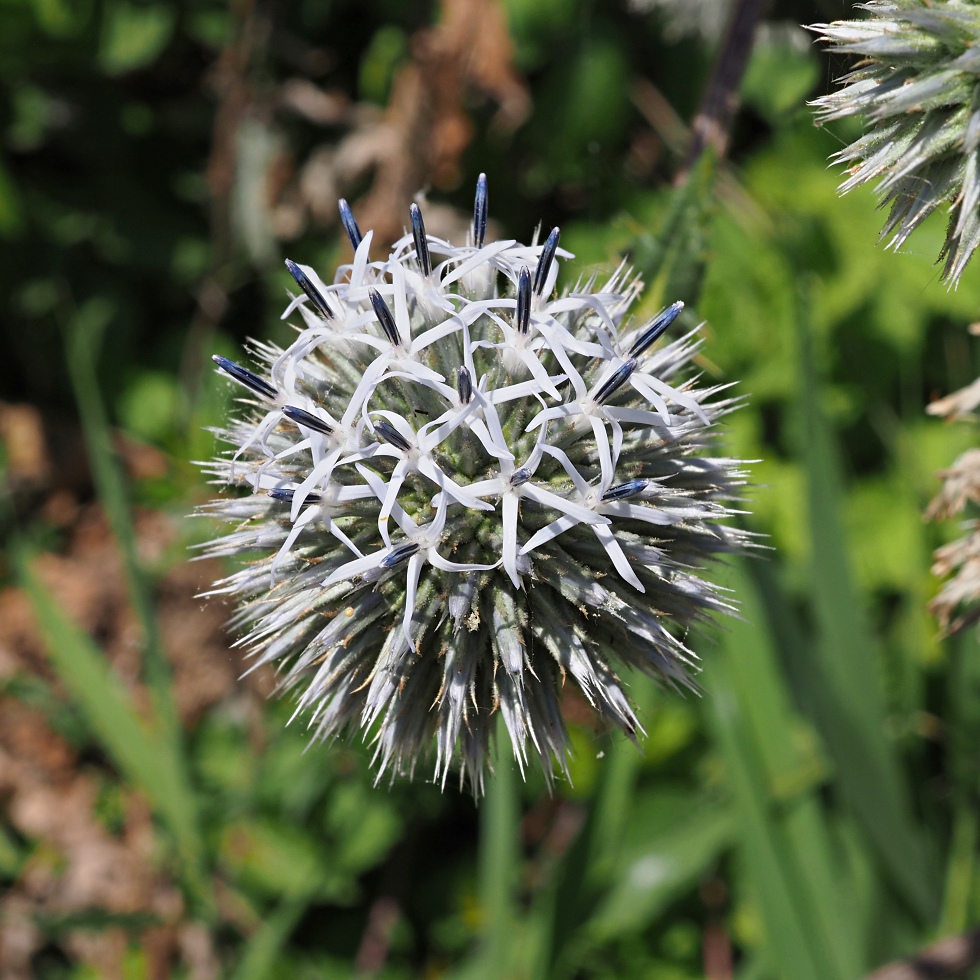 Image of Echinops sphaerocephalus specimen.