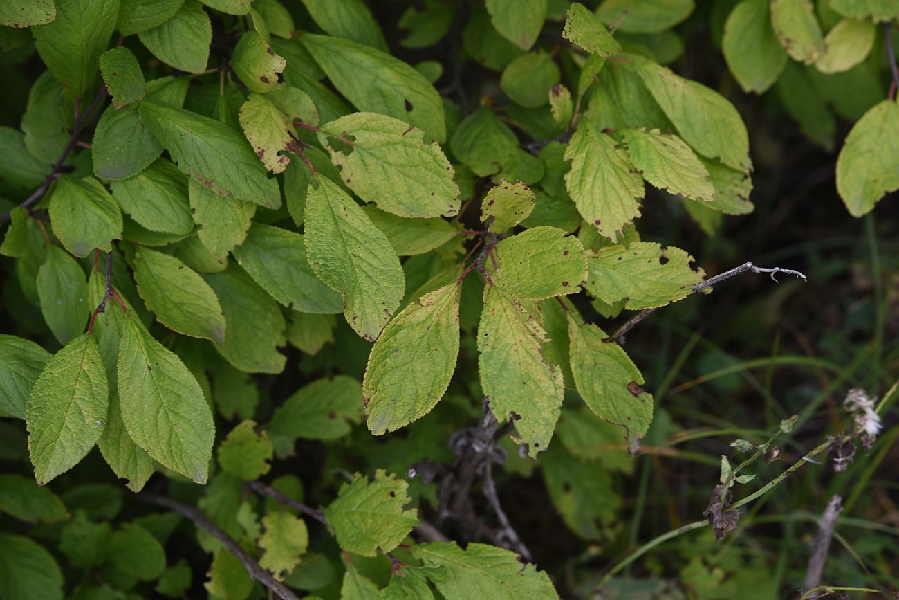 Изображение особи род Prunus.