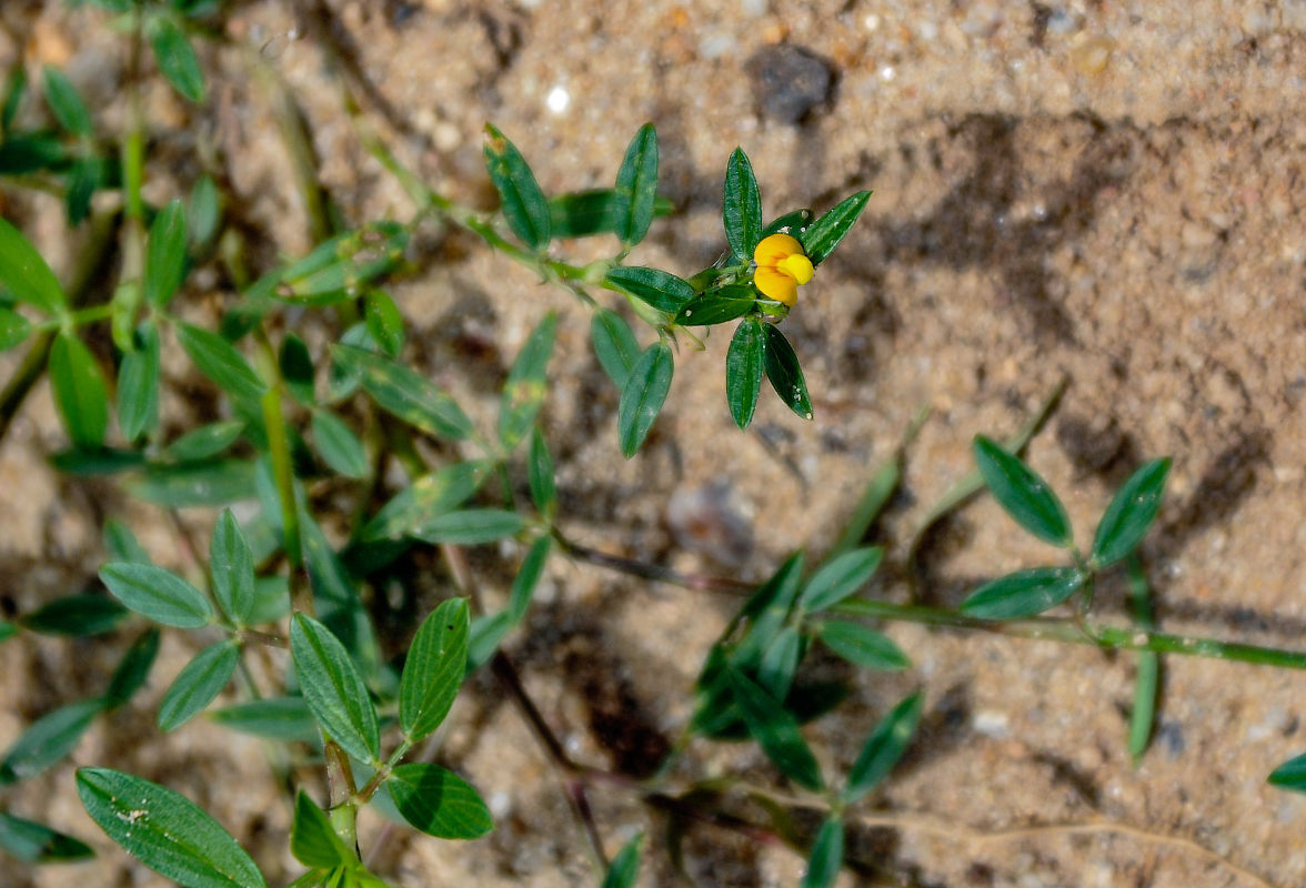 Image of Stylosanthes hamata specimen.