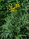 Tanacetum vulgare