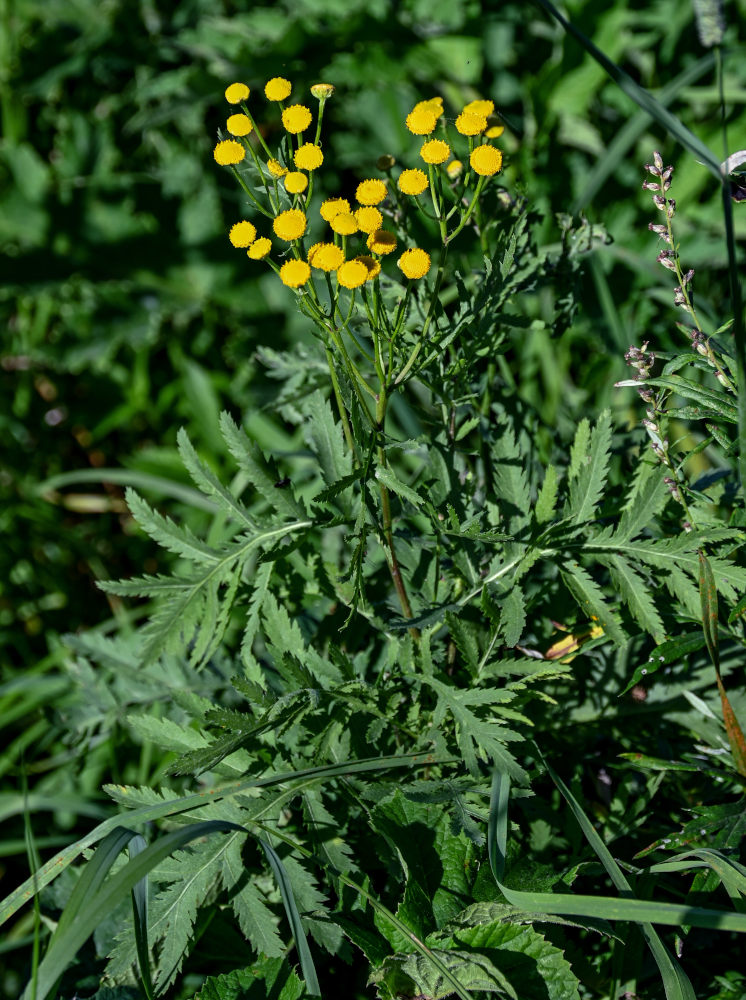 Image of Tanacetum vulgare specimen.