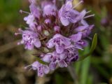 Thymus roegneri