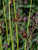 Juncus effusus