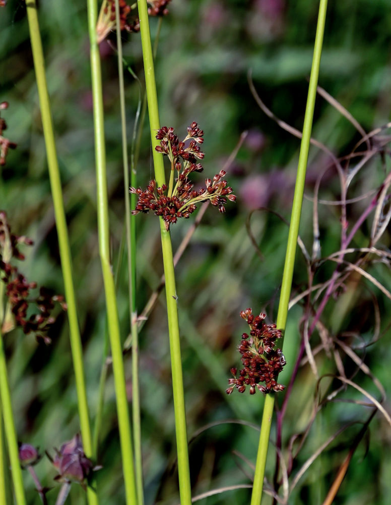 Изображение особи Juncus effusus.