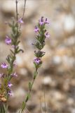 Micromeria myrtifolia