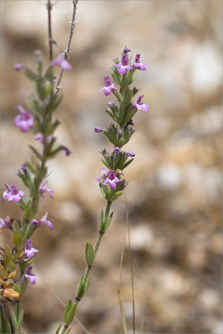 Изображение особи Micromeria myrtifolia.