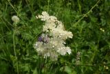 Filipendula vulgaris. Соцветие. Чечня, Шаройский р-н, с. Хакмадой, выс. 1580 м н.у.м., луг. 30 июня 2024 г.