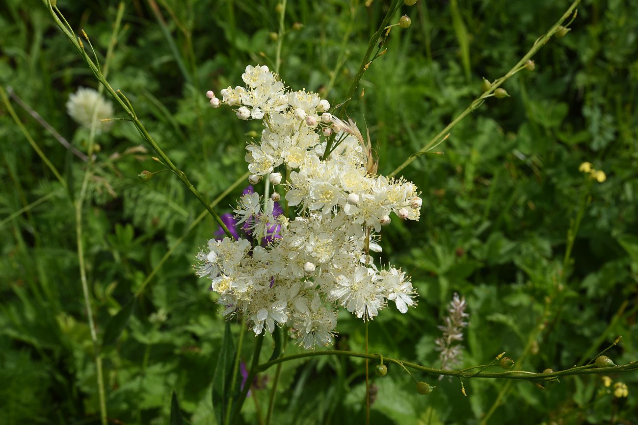 Image of Filipendula vulgaris specimen.