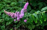 Spiraea × billardii. Верхушка ветви с соцветиями. Ярославская обл., г. Ярославль, в культуре. 02.07.2024.