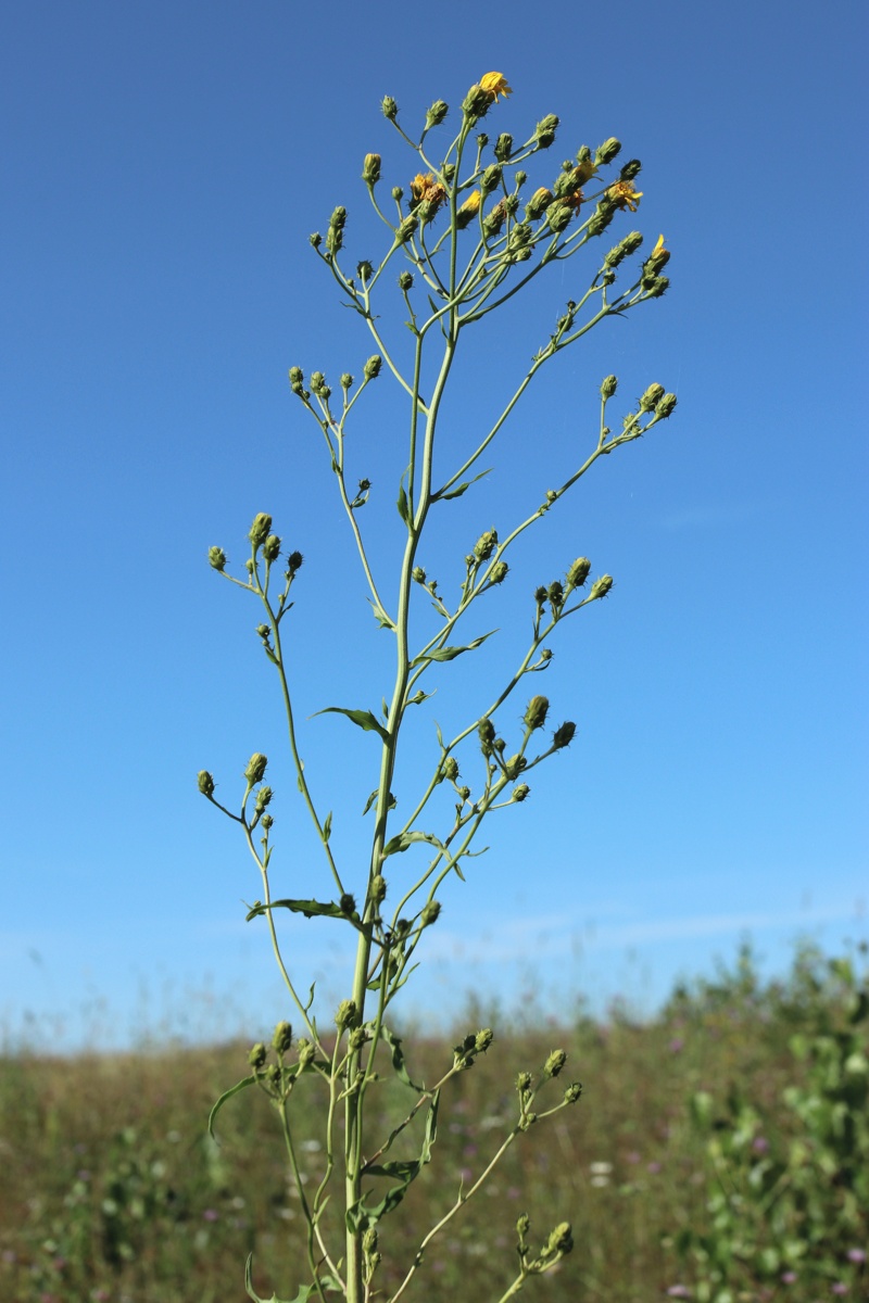 Изображение особи Hieracium umbellatum.