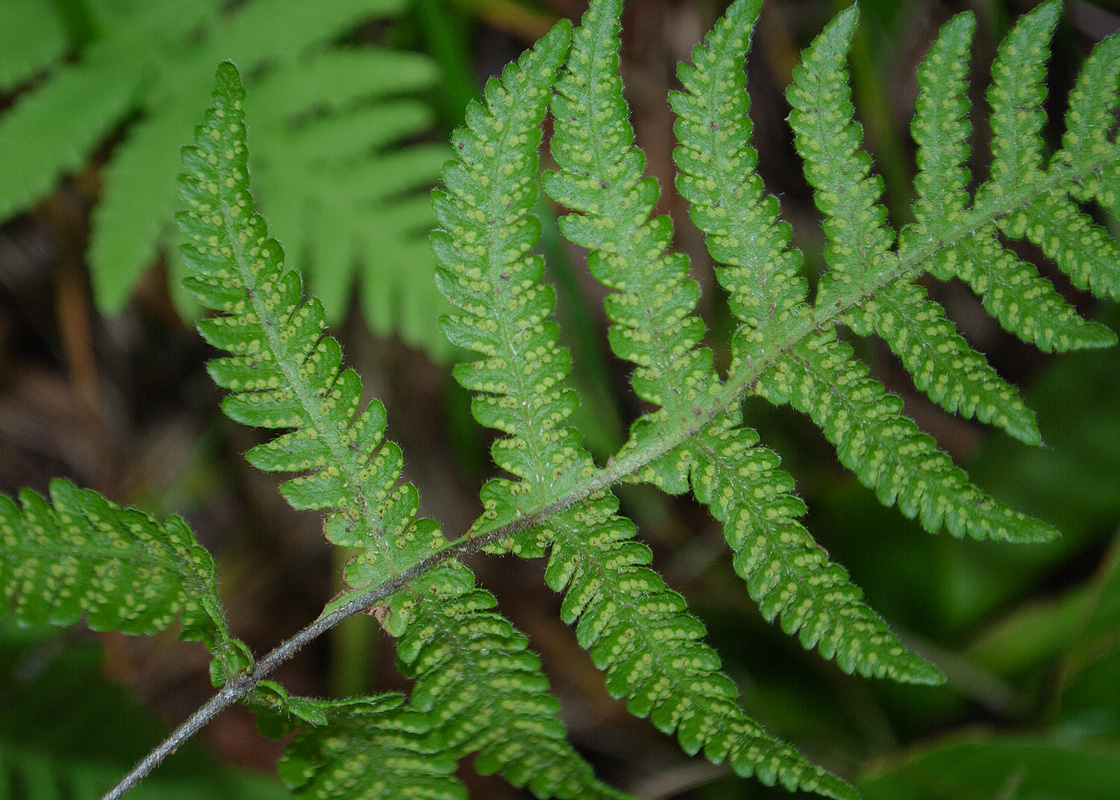 Изображение особи Phegopteris connectilis.