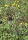 Sonchus tenerrimus. Часть побега. Испания, Каталония, пров. Жирона, комарка Баш Эмпорда, муниципалитет Калонже, кромка пашни вдоль тротуара. 22.03.2025.