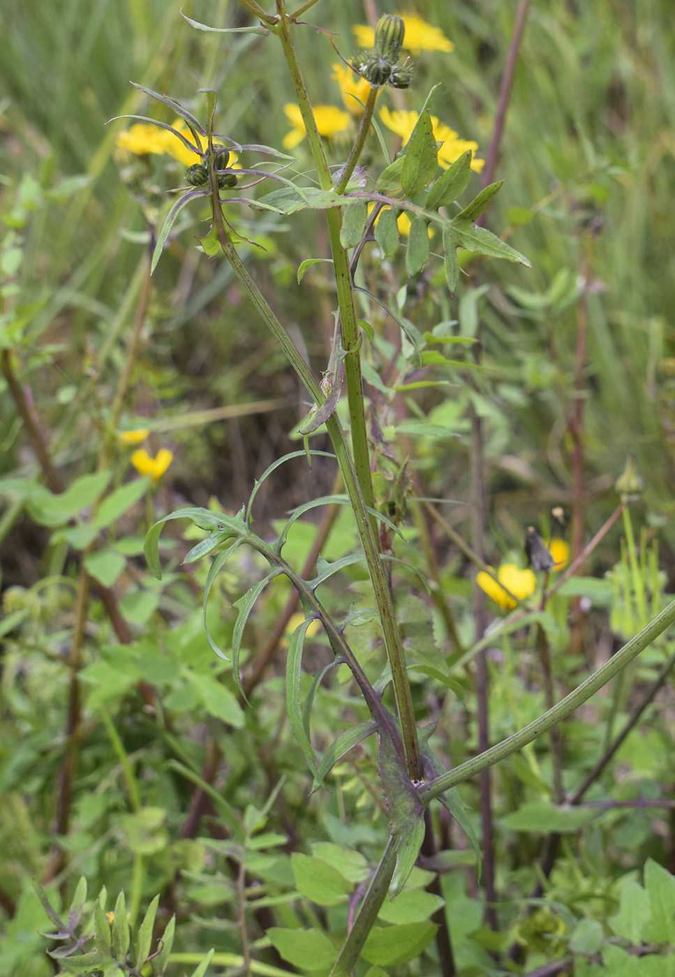 Image of Sonchus tenerrimus specimen.
