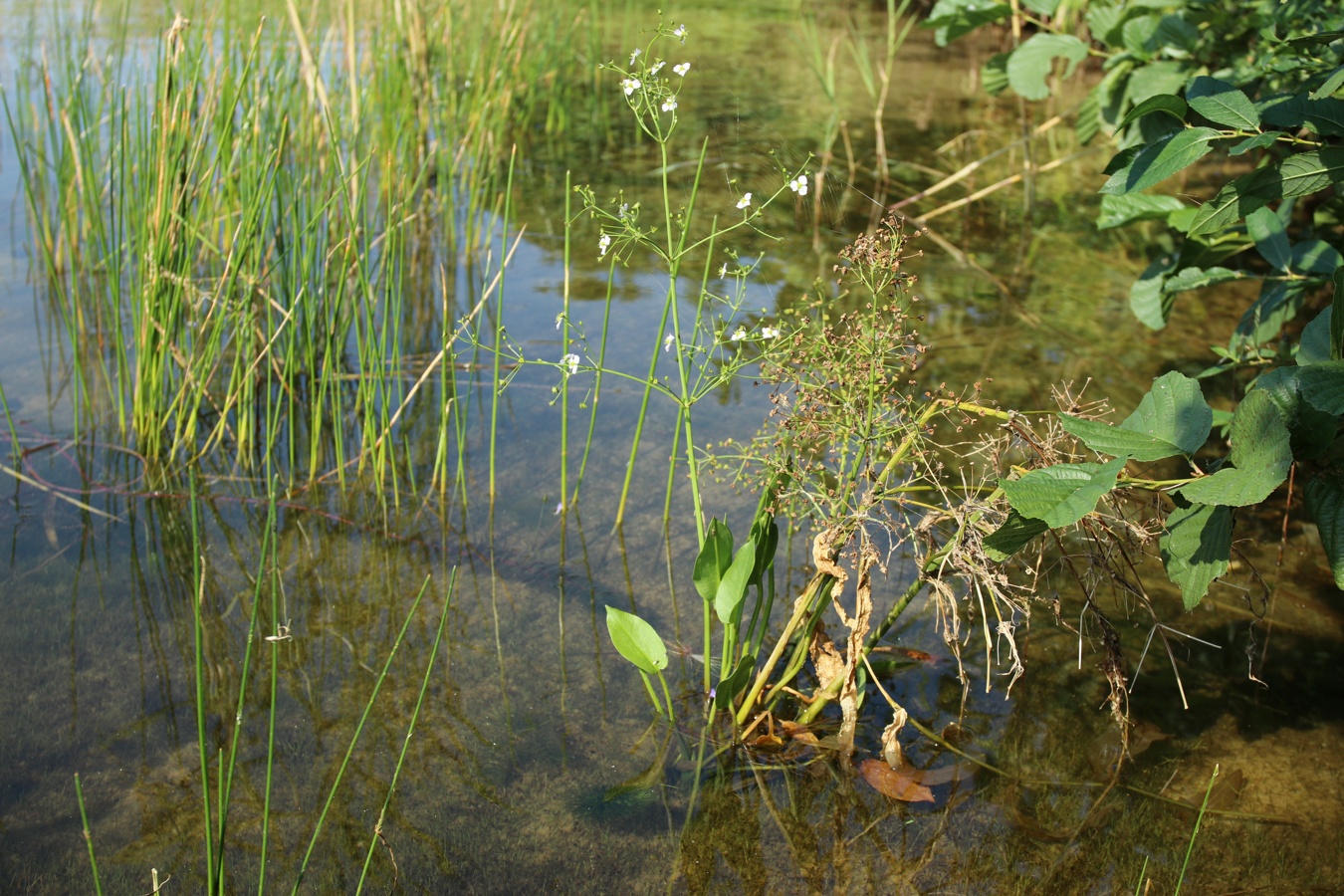 Image of Alisma plantago-aquatica specimen.